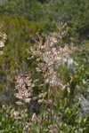 Largeleaf jointweed